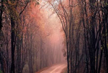 荷兰越战越勇，南非大胜晋级：赛场新势力崛起